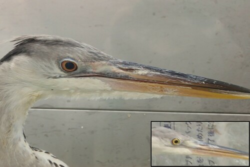 Figure 1. Conjunctival hyperaemia in a grey heron (#GH04) at 7 dpi with the H5N1 HPAIV. Inset indicates the appearance of a grey heron before the virus challenge.