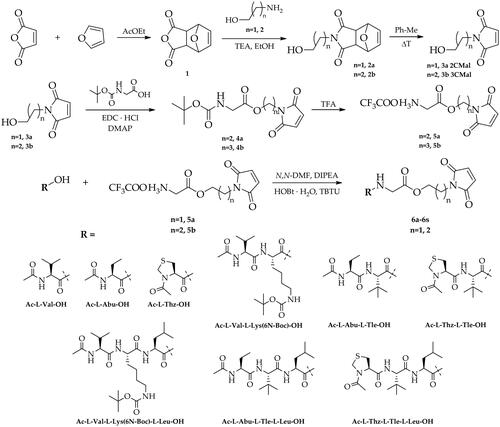 Scheme 1. Synthesis of dipeptide, tripeptide and tetrapeptide derivatives of 1–(2-hydroxyethyl)-1H-pyrrole-2,5-dione and 1–(3-hydroxypropyl)-1H-pyrrole-2,5-dione (6a-6s).