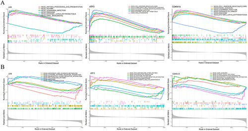 Figure 9 GSEA results showed that the signature genes in cartilage (A) were mainly enriched in cell adhesion molecules, cytokine receptor interaction and systemic lupus erythematosus.The featured genes in synovium (B) were enriched for amino acid metabolism, citric acid cycle, pantothenate and coenzyme a biosynthesis, and P53 signaling pathway. The top six enriched signaling pathways of the featured genes are shown in the panel (A and B).