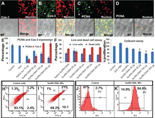 Figure 3 A–K Schematic representation of antitumor effects of SurR9-C84A-loaded NPs in undifferentiated SK-N-SH cells.Notes: Caspase 3 (Cas-3) expression in undifferentiated SK-N-SH cells after treatment for 24 hours in (A) control and (B) SurR9-C84A treatments. A dose-dependent increased expression of Cas-3 was evident with the treatments, indicating the follow-through of apoptosis. Cas-3 expression is shown in the fluorescein isothiocyanate (FITC) channel (green), indicated by arrowheads, and evident in the protein-treated cells compared to the control. The nucleus is stained red with propidium iodide (PI), and bright-field (BF) and merge images are also shown. (C, D) PCNA expression in undifferentiated SK-N-SH cells after treatment for 24 hours with SurR9-C84A-loaded NPs. A dose-dependent decreased expression of PCNA was evident with the treatments in undifferentiated SK-N-SH cells. PCNA expression is shown in the FITC channel (green), and the nucleus is stained red with PI. BF and merge images are also shown. All the images were taken at 40×. (E) Histogram representing means ± standard deviation of PCNA expression in cells counted in five independent fields. (F) Percentage of cells alive and dead after treatment with SurR9-C84A-loaded NPs for 24 hours. Cells were seeded in 96-well plates, and after treatment live and dead cell assays were performed to determine the percentage of cells alive and dead, as per the instructions. NP-loaded SurR9-C84A (50 μg/mL) was equally effective compared to the 75 μg/mL concentration of pure SurR9-C84A (without NPs) included in the study. (G) The percentage proliferation of cells was determined through CyQuant assay. The NP-treated cells showed a dose-dependent decrease in proliferation, with almost 50% reduction posttreatment. Fetal bovine serum (FBS; 20%) was used as a positive control. (H) Annexin-V-Fluos staining for the untreated controls; (I) SurR9-C84A-loaded NP-treated cells. The treatment group showed 31.8% cell death. (J) PI staining for the untreated controls; (K) SurR9-C84A-loaded NP-treated cells. SurR9-C84A-treated groups showed 84.8% positivity for PI, indicating its cytotoxic potential. *P<0.05. Data are presented as means ± standard deviation, n=3.Abbreviations: NPs, nanoparticles; PE, phycoerythrin; PCNA, proliferating cell nuclear antigen.