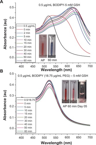 Figure 8 UV-Visible spectra of gold nanoparticles capped with 0.5 μg/ml of BODIPY (A) and 0.5–18.75 μg/ml of BODIPY-PEG (B) in 5 mM glutathione (GSH) solution. The inset images showing the color of as prepared (AP) nanoparticles and after 60 minutes and at day 5 in 5 mM GSH.Abbreviation: PEG, poly(ethylene glycol).