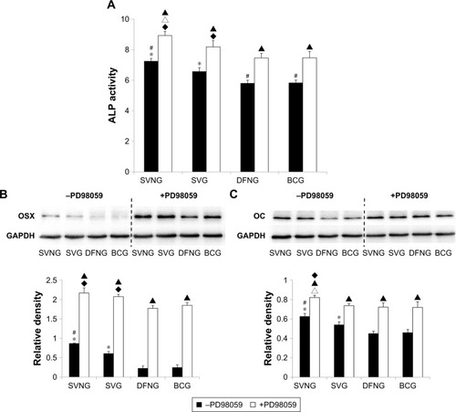 Figure 7 The role of the ERK1/2 pathway in the regulation of osteogenic differentiation of cells by SVNs and SV. By inhibiting the ERK1/2 pathway, SVNs and SV increased the ALP activity (A) and the protein expression levels of OSX (B) and OC (C) in MG63 cells. The results are represented as the mean values of three independent measurements (±SD). *P<0.05 vs BCG; #P<0.05 SVNG vs SVG; ▲P<0.05 drug vs drug + PD98059; ♦P<0.05 vs BCG + PD98059; ∆P<0.05 SVNG + PD98059 vs SVG + PD98059.Abbreviations: BCG, blank control group; DFNG, drug-free nanomicelles group; OC, osteocalcin; OSX, osterix; SD, standard deviation; SV, simvastatin; SVG, simvastatin group; SVNs, simvastatin-loaded nanomicelles; SVNG, simvastatin-loaded nanomicelles group.