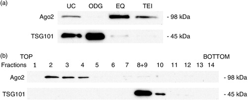 Fig. 9 Ago2 protein expression analysis. (a) Western blot results for Ago2 and TSG101 expression in each exosome preparation. (b) Individual fractions of an OptiPrep™ gradient were lysed, separated by SDS-PAGE, and tested for the presence of Ago2 and TSG101 by Western blot.