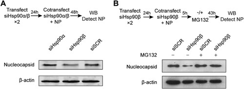 Figure 5. Hsp90β is required to maintain NP stability. (A & B) At 24 h post twice transfection of Hsp90α, Hsp90β or scrambled siRNA, NP plasmid was co-transfected with the respective siRNA. (A) The transfected cells were harvested at 48 h after co-transfection and applied to Western blot to detect the NP expression. (B) At 5 h post co-transfection of NP plasmid and Hsp90β or scrambled siRNA, the cells were incubated in the presence of absence or 1.25 µM MG132 for 43 h and then applied to NP detection by Western blot.