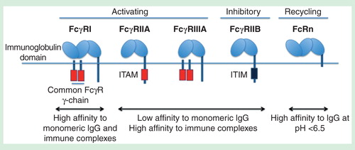 Figure 2. Different FcγRs present in myeloid cells. Unlike FcγRII, FcγRI and FcγRIII require the common gamma chain for ITAM-mediated signaling. FcγRI binds strongly to IgG while FcγRII and FcγRIII bind strongly to immune complexes but not monomeric IgG. FcγRIIB is an inhibitory receptor bearing ITIM that counteracts ITAM-mediated signaling. FcRn can recycle IgG as it binds strongly to IgG at lower pH, resulting in increased half-life of antibodies in blood.