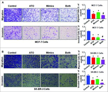 Figure 5. Effect of let-7a on cell migration and invasion. (A-B) Left panel: The cell migration and invasion was measured using Transwell inserts with or without Matrigel in MCF-7 (A) and SK-BR-3 (B) breast cancer cells after ATO treatment or let-7a mimics or the combination for 24 hours. ATO: 8 μM ATO; Mimics: let-7a mimics: Both: 8 μM ATO plus let-7a mimics. Right panel: Quantitative results are illustrated for left panel. *P<0.05, compared with control; #P<0.05, compared with ATO alone or let-7a mimics alone.