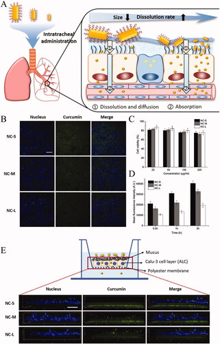 Figure 5. (A) Schematic illustration of curcumin nanocrystals on dissolution, airway mucosa penetration, lung tissue distribution, and absorption by pulmonary delivery. (B) Confocal microscopy images of calu-3 cells after incubation with CUR-NCs for 2 h (the scale bar is 50 μm); (C) calu-3 cell viability upon exposure to NC formulations at different drug concentrations; (D) mean fluorescence intensity of cells determined by flow cytometry (n = 3); (E) z-stack confocal images of the calu-3 cell layer with the polyester membrane after transport of NCs formulations for 1 h (the scale bar in xy plane was 50 μm). Adapted with permission from He et al. (Citation2020).