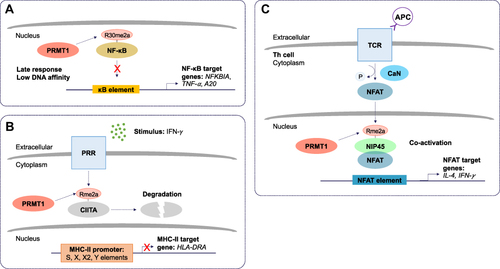 Figure 2 The molecular and cellular function of PRMT1 during inflammation. (A) Protein arginine methyltransferase 1 (PRMT1) negatively regulates the nuclear factor kappa B (NF-κB) pathway. Asymmetric dimethylation (Rme2a) of the NF-κB subunit, RelA/p65, at R30, reduces its ability to bind to kappa B (κB) sites with the consensus sequence 5’-GGGRNYYYCC-3’, where R is an unspecified purine, Y is an unspecified pyrimidine, and N is any nucleotide. This prevents activation of promoters of NF-κB target genes. Asymmetric dimethylation of NF-κB is postulated to function as a late response in NF-κB activation. (B) PRMT1 suppresses class II trans-activator (CIITA)-mediated major histocompatibility complex II (MHC-II) transactivation. Pattern recognition receptor (PRR) stimulation by interferon-gamma (IFN-γ) results in asymmetric dimethylation of CIITA. This targets CIITA for degradation and prevents its translocation to the nucleus where it can stimulate the expression of MHC-II genes. (C) Asymmetric dimethylation of nuclear factor of activated T cells (NFAT)-interacting protein 45 kDa (NIP45) by PRMT1 positively regulates expression of NFAT target genes in T helper (Th) cells. T cell receptor (TCR) and antigen presenting cell (APC) ligation activates calcineurin (CaN). CaN dephosphorylates NFAT, allowing it to translocate to the nucleus. The interaction between NFAT and asymmetrically dimethylated NIP45 enhances the transcription of target genes.