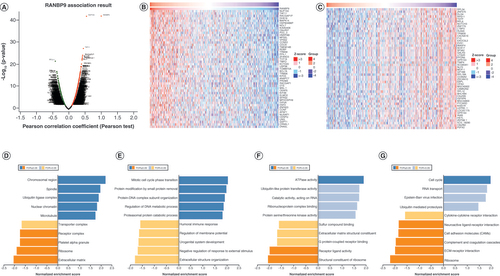Figure 6. Enrichment analysis of RanBP9 functional networks in BRCA (LinkedOmics). (A) The genes strongly correlating with RanBP9 as identified by Pearson test in breast cancer. (B & C) Heat maps showing genes positively and negatively correlating with RanBP9 in BRCA (TOP 50). (D–G) Significantly enriched Gene Ontology annotations and Kyoto Encyclopedia of Genes and Genomes pathways of RanBP9 in BRCA.CC: Cellular component; BP: Biological process; MF: Molecular function.