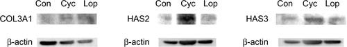 Figure S2 Effect by Cyc and Lop in COL3A1, HAS2, and HAS3 expression at the protein level (Western blot analysis).Notes: Cells were incubated for 6 hours in the absence or presence of 2 μM Cyc and Lop. Western blot analysis was performed using monoclonal antibodies: COL3A1 (abcam®), HAS2 (abcam®) and HAS3 (abcam®), and β-actin abcam® (Cambridge, England, United Kingdom).Abbreviations: Con, control; Cyc, cycloartenol; Lop, lophenol.