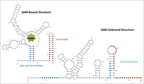 Figure 4. Schematic drawing for SAM riboswitch. For both RNA structures, the stem of the terminator is colored in red, and the stem of the anti-anti-terminator is colored in blue. In the SAM-unbound structure, the anti-terminator is formed by the 3' portion of the anti-anti-terminator and the 5' portion of the terminator hairpin; thus, the terminator hair can no longer form. The pseudoknot is not shown in this drawing.