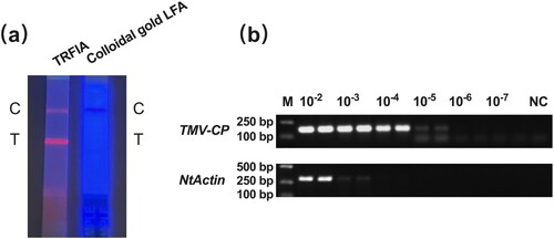 Figure 4. Comparative evaluation of TRFIA with colloidal gold LFA and RT-PCR, and assessment of field applicability. (a) Representative results of a TRFIA test strip and a colloidal gold strip. (b) Sensitivity of RT-PCR in the detection of TMV. The assay included duplicate reactions for each dilution. NC was the non-template control without cDNA.