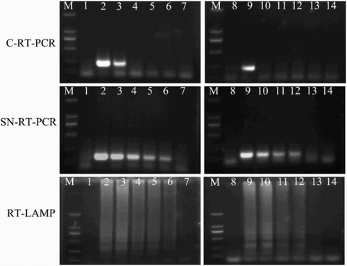 Figure 2. Detection sensitivity of C-RT-PCR, SN-RT-PCR, and RT-LAMP. Lane M, DL2000 DNA marker (TransGen); lane 1 and lane 8, negative control (sterile distilled water); lane 2–7, C-RT-PCR, SN-RT-PCR, and RT-LAMP conducted using 10-fold serial dilutions of standard plasmid DNA, pMD18-T-NS5: 2 × 105,2 × 104,2 × 103,2 × 102,2 × 101, and 2 × 100 copies/μL, respectively; lane 9–14, C-RT-PCR, SN-RT-PCR, and RT-LAMP conducted using 10-fold serial dilutions of TMUV genomic RNA: 100, 10, 1 pg/tube, 100 fg, 10 fg and 1 fg/tube, respectively.