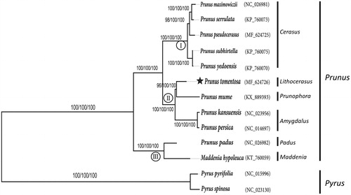 Figure 1. Phylogenetic tree of P. tomentosa and other 12 species belonging to the Rosaceae. Tree was inferred from the complete chloroplast genome sequences using the ML method with a GTR model, MP method, and NJ method with a K-2P model. Only the framework of the ML tree was presented. Numbers in the nodes were the bootstrap values from 1000 replicates with an arrangement of ML/MP/NJ methods. Symbol (I, II, III) in the nodes represents three groups in genus Prunus.