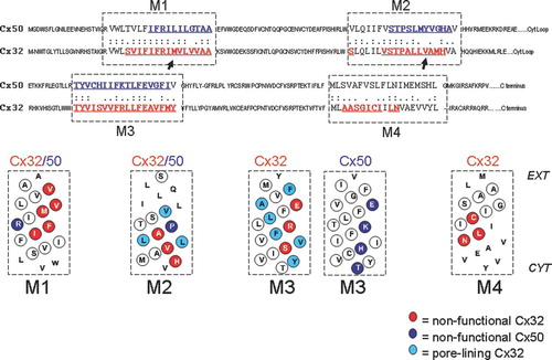 Figure 1 Alignment of Cx50 and Cx32 protein sequences outlining the four transmembrane domains, M1, M2, M3, and M4 with a dashed box. Letters in red and blue text are sites that where cysteine substitutions were created for pore-lining studies of Cx32 and Cx50 respectively. Helical net plots are shown below for transmembrane domains of each connexin. Non-functional sites are highlighted with red circles and blue circles (Cx32 and Cx50, respectively) and indicate sites where cysteine substitution rendered the channels nonfunctional during scanning cysteine mutagenesis. Pore-lining residues in Cx32 are highlighted in light blue (Skerrett et al. Citation2002). Sequences were aligned using the ALIGN Optimal Global Alignment function (Biology Workbench, San Diego Super Computer Center).
