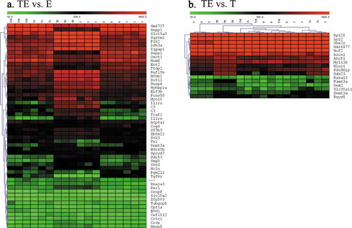 Figure 3. Heatmaps of hierarchical clusters after SAM analysis showing the number of significantly different probesets when comparing (a) TE vs. E, or (b) TE vs. T. FDR: = 0.8. (n) = 3 per group. Colour is proportionate to expression (RMA) value (green = low, red = high). (TiE = Titanium Dioxide + Oestrogen, Ti = Titanium Dioxide; TE = Talc + Oestrogen, T = Talc, E = Oestrogen and V = Vehicle Control. (N) = 3)
