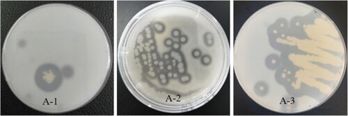 Figure 7. Parts of proteolytic hydrolysis circle diagrams of protease-producing strains. A-1, A-2, and A-3 (hydrolysis circle).