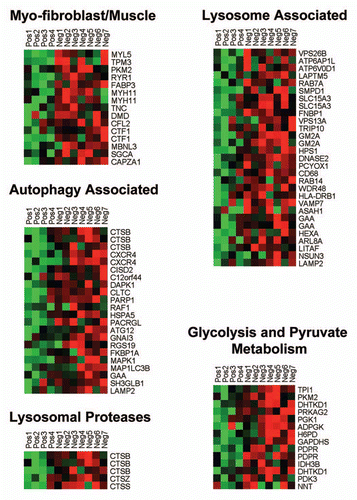 Figure 2 HeatMaps of gene transcripts associated with myofibroblast differentiation, autophagy, lysosomal degradation and glycolysis. Note that Cav-1-deficient stroma shows the upregulation of myofibroblast differentiation (15 transcripts), autophagy (22 transcripts), lysosomal proteases (5 transcripts), lysosomal proteins (29 transcripts) and glycolysis/pyruvate metabolism (15 transcripts). See Supplemental Tables 4, 5 and 10.