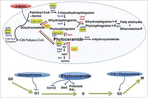 Figure 1. Upper part, the Sphingolipid pathway in budding yeast Saccharomyces cerevisiae. Enzymes enclosed in yellow boxes have been shown to be involved in sporulation, pheromone response, or in cell cycle regulation. Lag1 and Lac1 are involved in α-factor response and shmoo formation according to the new study by Villasmil et al. Enzymes in blue are part of the de-novo pathway. The enzymes in red are part of the catabolic pathways. Lower part, schematic model representing sphingolipids and their influence on the cell cycle. Sphingoid bases; phytoceramides and C18:1 phytoceramide and their targets in the cell cycle.