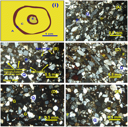 Figure 8. Thin sections of Ophiomorpha with inner tube. (i) Idealised cross-section of Ophiomorpha showing the positions of the studied components. (A) Ambient substrate outside of the outer wall. (B) Outer wall and boundary to ambient substrate. (C) Material between inner and outer wall. (D) Wall of the inner tube. (E) Material inside inner tube. Q = Quartz, F = Feldspar, G = Goethite, Gl = Glauconite. Note the presence of goethite as a major matrix mineral exclusively in both the inner and outer walls, while glauconite is absent in both the inner and outer walls. The matrix of the substrate and burrow fill consists of mixtures of clay minerals as matrix. It is evident that both walls are matrix supported, whereas the substrate and burrow fills are grain supported.