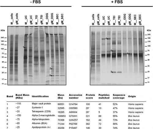 Figure 5. Identification by MS of representative proteins from lysates of extracellular vesicles. Silver staining of extracellular vesicle lysates obtained by different isolation methodologies from MKN45 (M) human gastric cancer cell line and glycoengineered MKN45 (gM) cultured 48 h with 1640 RPMI (-FBS) or with 1640 RPMI supplemented with 10% FBS (+FBS). The total cell lysates are also shown. *These bands were identified with a high number of candidate peptides without reaching statistical significance.