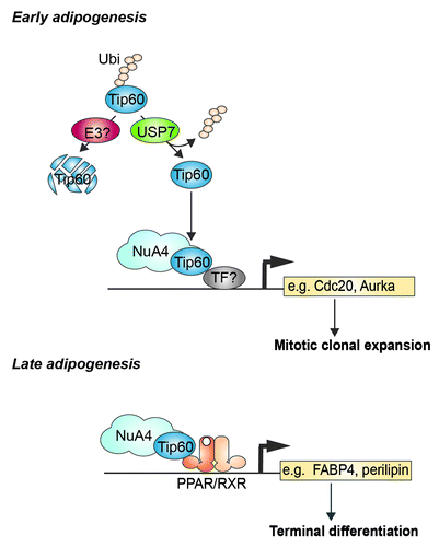 Figure 2. A dual role for Tip60 in adipogenesis. Tip60 is protected from proteasomal degradation by the deubiquitinase USP7 in early adipogenesis and plays a role in regulating genes involved in MCE, probably as part of the Tip60-containing NuA4 complex. Whether Tip60/NuA4 is recruited to cell cycle genes (e.g., Cdc20, Aurka) through a specific transcription factor (TF) during MCE is currently unknown. During late adipogenesis Tip60 is recruited to lipid handling genes (e.g., FABP4, perilipin) by PPARγ-RXR.