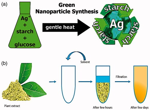 Figure 4. (a) a completely “green” synthetic method for producing silver nanoparticles [Citation25]. (b) Plant extract isolation method. In this approach at first step chopping the plant parts then dissolve in the solvent and mixed with stable speed; then put the container in the dark place for few days.