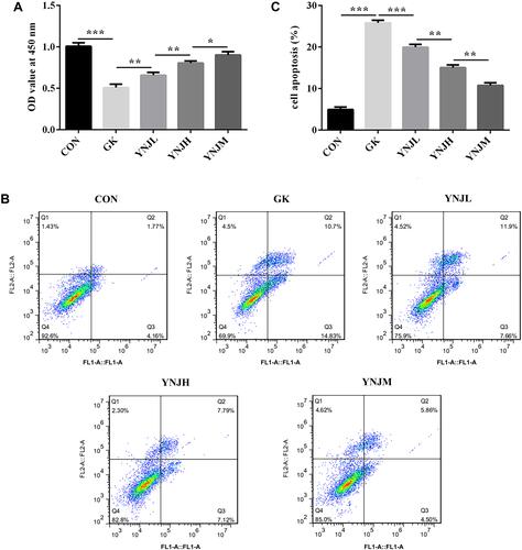 Figure 4 (A–C) Yu Nu compound significantly promoted proliferation and suppressed apoptosis which, respectively, were analyzed by CCK8 assay and flow cytometry. Data were shown as mean±SD. *p<0.05, **p<0.01 or ***p<0.001.