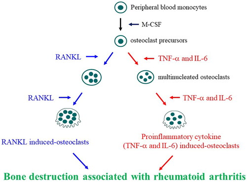 Figure 3. Involvement of proinflammatory cytokine (TNF-α and IL-6)-induced osteoclasts and RANKL-induced osteoclasts in bone destruction associated with rheumatoid arthritis. Peripheral blood monocytes differentiate into conventional osteoclasts by macrophage colony-stimulating factor (M-CSF) and RANKL. However, in chronic inflammatory conditions, such as rheumatoid arthritis, monocytes differentiate into inflammatory bone-resorbing cells, such as TNF-α and IL-6-induced osteoclasts, in response to proinflammatory cytokines and may be involved in bone destruction. Refer Figure 1 for other definitions.