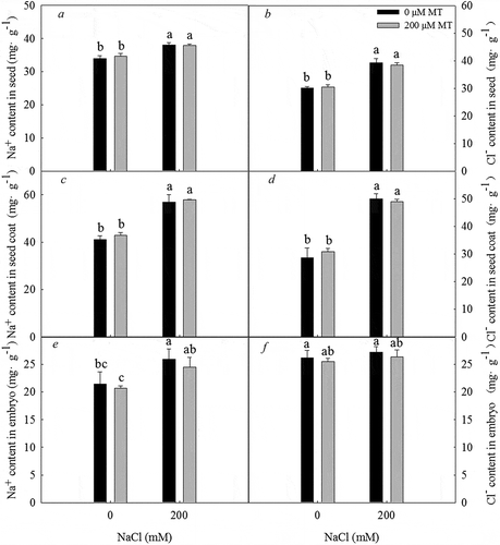 Figure 4. Na+ and Cl – concentration in seeds, seed coats, and embryos of L. bicolor after 2 days of treatment with different concentrations of melatonin (MT) (0 µM, 200 µM) under 0 and 200 mM NaCl conditions. A: Na+ concentration in seeds; B: Cl – concentration in seeds; C: Na+ concentration in seed coats; D: Cl – concentration in seed coats; E: Na+ concentration in embryos; F: Cl – concentration in embryos. Values are mean ± standard deviation of three biological replicates. Bars labeled with different letters are significantly different at P < .05 according to Duncan’s multiple range tests.