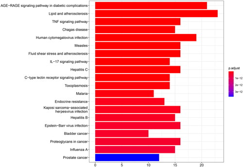 Figure 6. Top 20 pathways from Kyoto Encyclopedia of Genes and Genomes (KEGG).