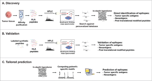 Figure 3. Cancer peptidome analysis. (A) Overview of immunopeptidome MHC ligand discovery. HLA molecules are isolated from cells, their peptide cargo isolated and analyzed by LC-MS. Matching the MS data to customized reference databases that include information of somatic mutations allows direct identification of MHC ligands derived from TA including those containing post-translational modifications. (B) For validation and quantification synthetic peptides labeled with heavy isotopes spiked into the eluted peptidome sample permit validation of in vivo presented MHC ligands. (C) Patient's-specific HLA peptide binding motifs can be resolved from in-depth ligandome data sets and may be used to predict private tumor-specific MHC ligands.