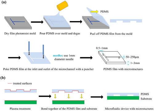 Figure 2. Fabrication process of the microfluidic colour-changing devices by using dry film moulds. (a) Fabrication of the PDMS film with microstructures. (b) Irreversible bonding of PDMS film with substrate (glass, resin or plastic).