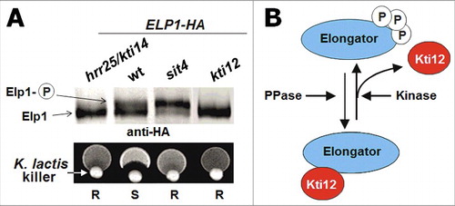 Figure 3. Phosphomodification of Elongator subunit Elp1. (A) Elp1 electrophoretic mobility shifts based on anti-HA Western blots are diagnostic for Elongator de-/phosphorylation.Citation130,134 In the kti12 and the kinase-dead hrr25/kti14 mutants, hypophosphorylated forms of Elp1-HA accumulate while sit4 phosphatase mutants induce Elp1-HA hyperphosphorylation. Wild-type (wt) cells maintain both isoforms of Elp1-HA, which mediate sensitivity (S) to growth inhibition by the tRNase toxin zymocin (killer assay: lower panel; for details see text). Zymocin resistance (R) associates with Elp1 phosphorylation defects in kti12, hrr25/kti14 and sit4 mutants. (B) Elongator phosphorylation model. Kti12 interacts with Elongator (and kinase Hrr25) thereby potentially activating Elp1 phosphorylation. In support of this, Elp1 is found to be hypophosphorylated in kti12 and hrr25/kti14 cells (see A). PPase: protein phosphatase (Sit4); Kinase: Hrr25/Kti14.