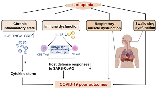 Figure 1 The potential mechanisms underlying the association between sarcopenia and poor COVID-19 outcomes are chronic inflammation, immune dysfunction, respiratory muscle dysfunction, and swallowing dysfunction. A low-grade chronic inflammatory state (elevated concentrations of IL-6, TNF-α, and CRP) related to sarcopenia may be associated with an increased risk of a cytokine storm in patients with severe COVID-19. A key mechanism underlying impaired immunity in sarcopenic individuals is the abnormal expression of IL-15. IL-15 can regulate the activation, proliferation, and survival of CD8 T and NK cells. A lack of IL-15 signaling may lead to poor immune responses against COVID-19.