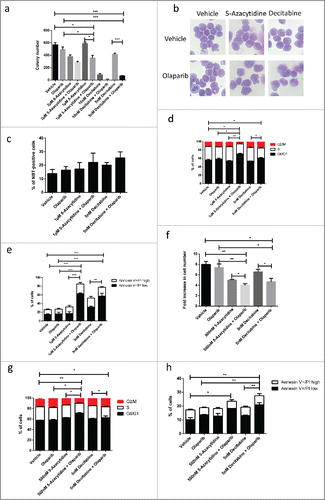 Figure 1. Olaparib potentiates anti-leukaemogenic activity of DNMT inhibitor in MLL leukemia. (a) Quantification of the number of colonies formed by MLL-AF9 LSCs in varying concentration of DNMT inhibitor and/or in combination with 1 µM olaparib. Unpaired t-test was performed between samples. Statistical significances are as indicated, * p < 0.05, *** p < 0.001. (b) Cell morphology of MLL-AF9 LSCs treated with DNMT inhibitor, olaparib or in combination. (c) Data shows percentage of cell that undergoing differentiation characterized by NBT-positive following treatment with DNMT inhibitor, olaparib or in combination. (d) Summary of cell cycle analysis showing relative percentage of cells in G0/G1, S and G2/M phases. Unpaired t-test was performed between samples. Statistical significances are as indicated, * p < 0.05, ** p < 0.01. (e) Quantification of percentage of Annexin V positive cells treated with chemotherapy treatments and/or in combination with olaparib Unpaired t-test was performed between samples. Statistical significances are as indicated, ** p < 0.01, ***p < 0.001. (f) Relative proliferation of patient-derived MLL-AF9 leukemic cell line, MOLM13 treated with DNMT inhibitor, olaparib or in combination Unpaired t-test was performed between samples. Statistical significances are as indicated, *p < 0.05, ** p < 0.01. (g) Summary of cell cycle analysis showing relative percentage of MOLM13 cells in G0/G1, S and G2/M phases after treatment. Unpaired t-test was performed between indicated samples. Statistical significances are as indicated, *p < 0.05, ** p < 0.01. (h) Quantification of percentage of Annexin V positive MOLM13 cells treated DNMT inhibitor, olaparib or in combination. Unpaired t-test was performed between samples. Statistical significances are as indicated, *p < 0.05, ** p < 0.01.