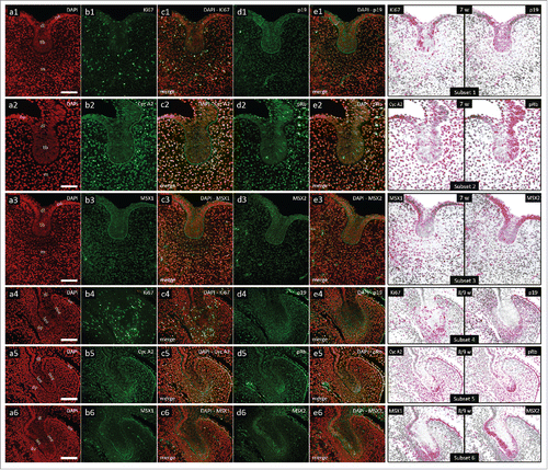 Figure 1. Expression patterns of Ki67, p19INK4d, Cyclin A2, phosphorylated Rb, MSX1 and MSX2 in human incisor tooth germs during the bud stage and bud-to-cap stage transition. Expression patterns of p19INK4d, MSX1, MSX2 and proliferation markers Ki67, Cyclin A2 and pRb in human incisor tooth germ in the bud stage and during the bud-to-cap transition (Magnification: × 40, scale bar: 25 µm); (a1-6) DAPI staining of nuclei (inverted – red color); (b1-6, d1-6) expression patterns of investigated factors in epithelial and mesenchymal compartments of human incisor tooth germ; (c1-6, e1-6) merged image doublets of investigated factors' expression patterns with DAPI; approximation of expression domains for Ki67 and p19INK4d (Subsets 1, 4), Cyclin A2 and pRb (Subsets 2, 5), MSX1 and MSX2 (Subsets 3, 6), expression domains are displayed in magenta color (expression intensity range covered – mild to strong). Designations: oral epithelium (oe), dental lamina (dl), tooth bud (tb), jaw mesenchyme (m), outer enamel epithelium (oee), inner enamel epithelium (iee), stellate reticulum (sr), stratum intermedium (si), cervical loop (cl), dental papilla (dp).