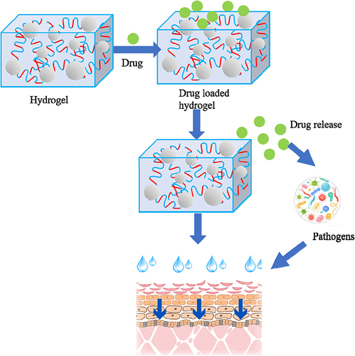 Figure 1 Detailed mechanisms underlying the medical application of hydrogels in skin infections.