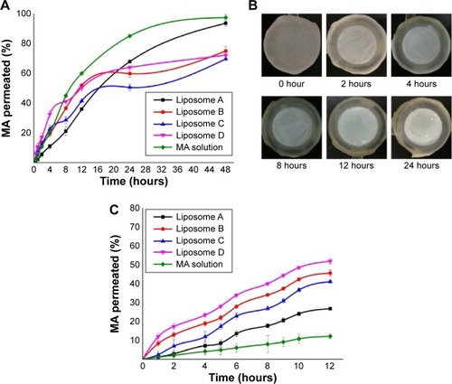 Figure 6 In vitro permeation of madecassoside liposomes.Notes: In vitro permeation of madecassoside liposomes in 48 hours (A). Isolated skin appearances changed at different times in 24 hours (B). In vitro permeation of madecassoside liposomes with changed skin every 4 hours in 12 hours (C).Abbreviation: MA, madecassoside.