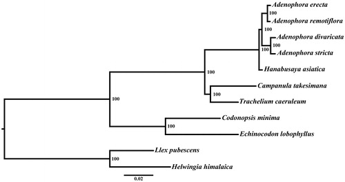 Figure 1. Phylogenetic relationships of Campanulaceae using 42 PCGs concatenated dataset.