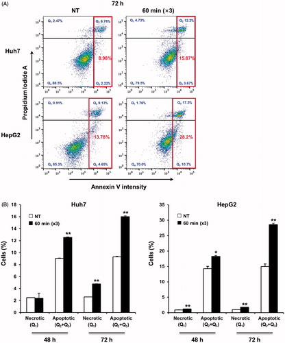 Figure 4. mEHT induces apoptosis in HCC cells. (A) Apoptotic cell population was analysed by FACS by detecting the intensity of apoptotic marker, Annexin V, at 72 h after the third mEHT treatment. Representative results from three independent experiments are shown. (B) Detection of the apoptotic cell population through FACS analysis based on the intensity of the apoptotic marker Annexin V in Huh7 and HepG2 cells at 48 h and 72 h after the third mEHT treatment. The data represent three independent experiments. **P < 0.01, *P < 0.05 by Student’s t-test with equal variance.