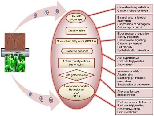 Figure 1 Probiotics and their metabolite-related health promoting functions.
