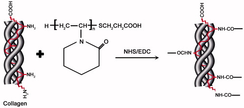 Figure 5. Synthesis of poly(N-vinylcaprolactam)-g-collagen.