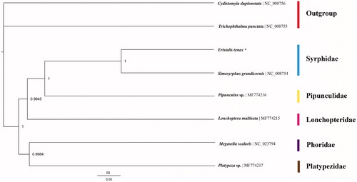 Figure 1. Phylogenetic tree among eight species which consist of six lower Cyclorrhapha species and two outgroups Nemestrinidae and Tabanidae (*represent data sequenced in this study).