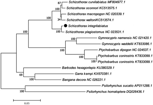 Figure 1. Phylogenetic tree based on the complete mitochondrial genome sequences was constructed by maximum likelihood (ML) analysis with Kimura 2-parameter method with 500 bootstrap replicates.