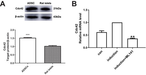 Figure 1 (A) Endogenous Cdc42 expression level in ADSCs is up-regulated. Endogenous Cdc42 expression in ADSCs and rat islets was measured by Western blot. (B) ML141 suppresses the Cdc42 expression in IPCs. Cdc42 mRNA expression in control group, induction group and induction+ML141 group were measured by qPCR. Data were shown as the mean ± SD, n = 3. Values were significantly different compared with the corresponding control value at **p<0.01, ***p<0.001.