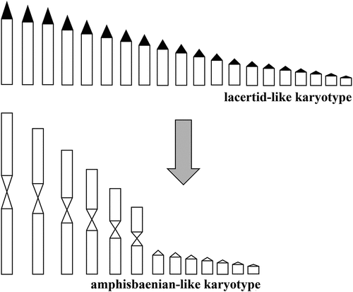 Figure 5. Hypothesis of derivation of amphisbaenian chromosomes from lacertid-like complement by several centric fusion determining loss of IMO-TaqI satellite and associated heterochromatin (black areas in the lacertid-like karyotype).