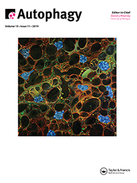 Cover image for Autophagy, Volume 15, Issue 11, 2019