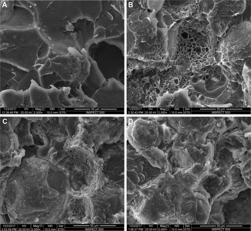 Figure 4 Representative SEM images.Note: (A) Unreinforced specimens, acrylic resin specimens reinforced with (B) 2.5%NZ, (C) 5%NZ, and (D) 7.5%NZ.Abbreviations: SEM, scanning electron microscopy; 2.5%NZ, 2.5 wt% nano-ZrO2 reinforced heat-polymerized acrylic resin; 5%NZ, 5 wt% nano-ZrO2 reinforced heat-polymerized acrylic resin; 7.5%NZ, 7.5 wt% nano-ZrO2 reinforced heat-polymerized acrylic resin.