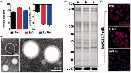 Figure 2. Biophysical characterization of RBC-mimicking PLGA nanoparticles. (A) Particle size and zeta potential. (B) Representative TEM images. (C) Presence of membrane proteins in the nanoparticles, based on total SDS-PAGE analysis (upper) and western blot analysis against CD47 (lower). (D) Uptake of RBC-mimicking PLGA nanoparticles by macrophages. DAPI-stained nuclei appear blue, while NR-labeled nanoparticles appear red. PNs: hybrid polymeric nanoparticles, RVs: red blood cell vesicles, RVPNs: RV-coated PNs, LPNs: PNs coated with artificial lipid membrane (Su et al., Citation2016). Copyright 2016, John Wiley and Sons.
